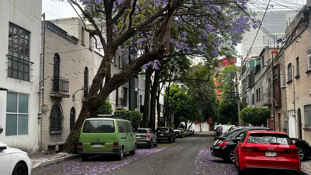 Parked cars beneath flowering jacaranda trees on a residential street.