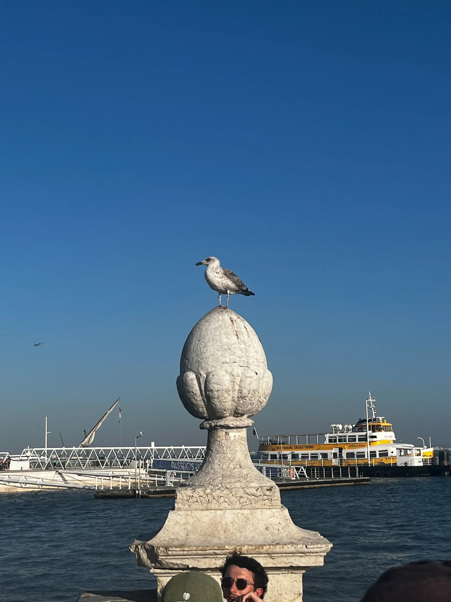A seagull perched on a carved stone finial beside the waterfront.