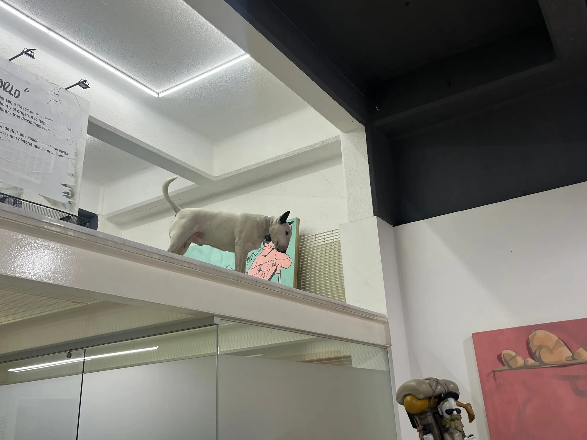 A small dog standing on a high indoor ledge above a glass doorway.