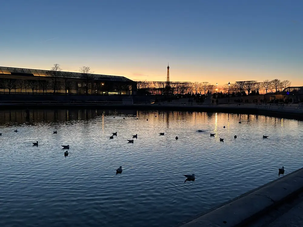 Ducks on a calm basin reflecting the blue and orange light of sunset.