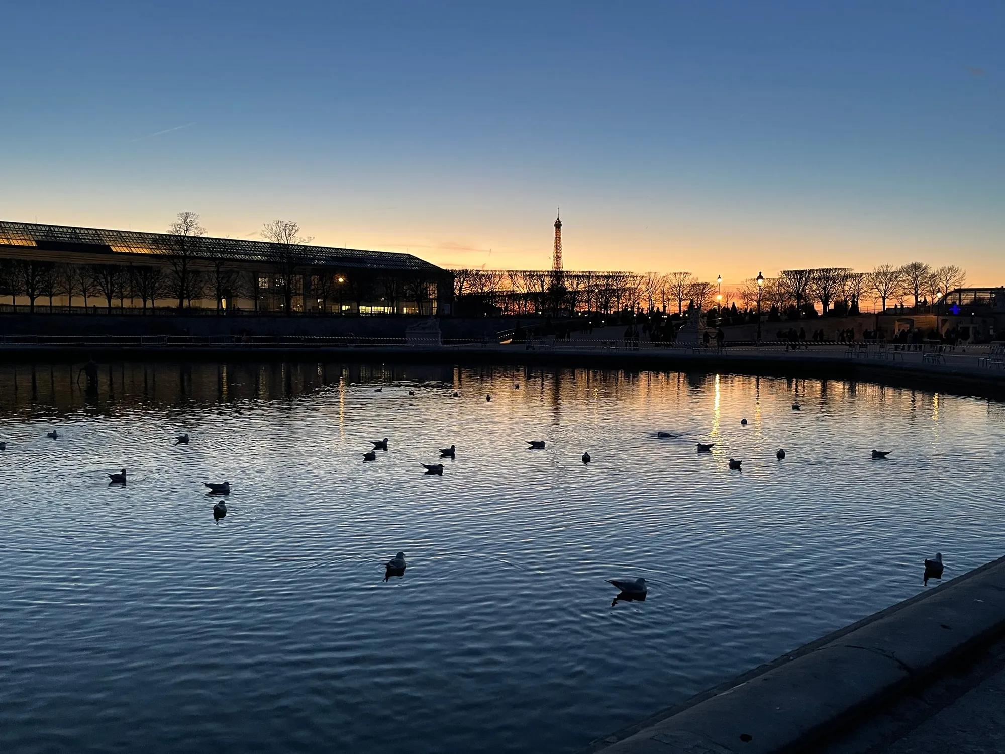 Ducks on a calm basin reflecting the blue and orange light of sunset.